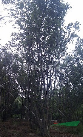 桂花樹基地桂花樹苗價格 供應(yīng) 2-10公分桂花樹價格資料