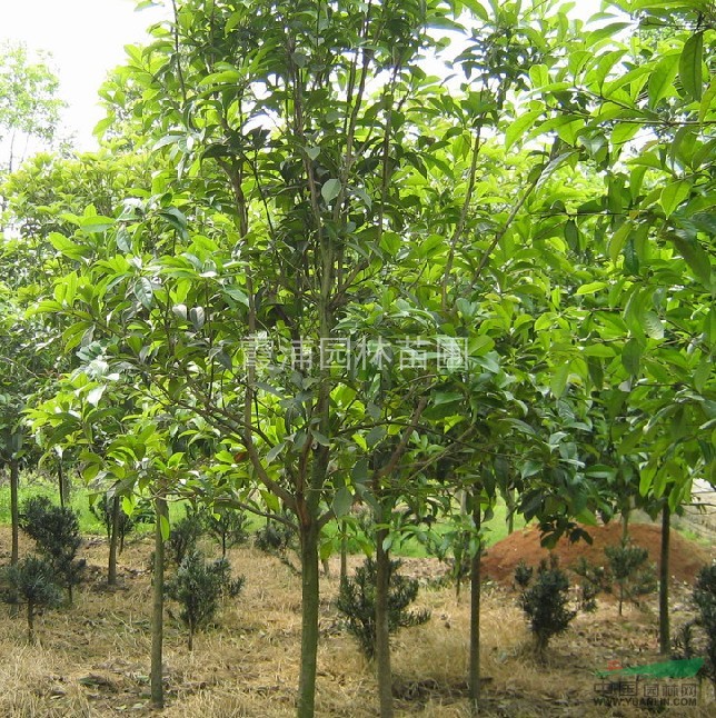 南京湯泉2公分-10公分桂花樹價格介紹 規(guī)格齊全 樹形好
