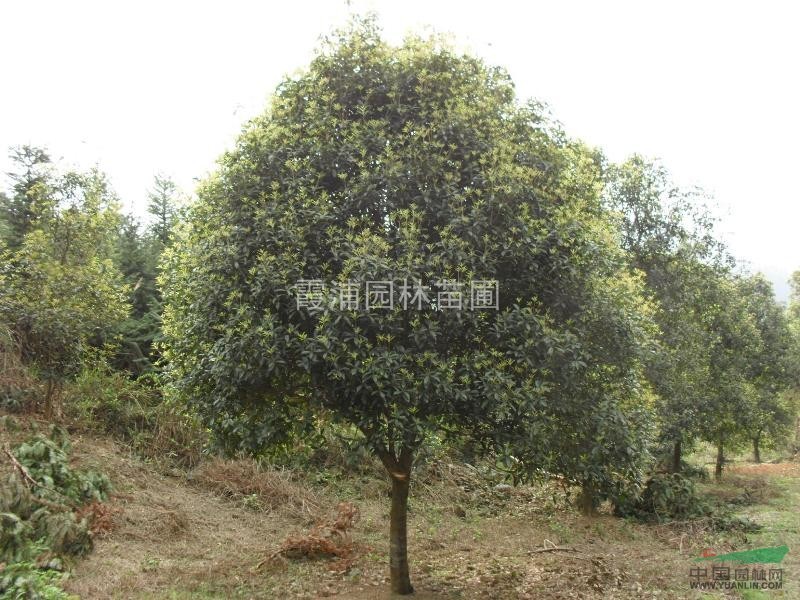 南京湯泉2公分-10公分桂花樹價格介紹 規(guī)格齊全 樹形好