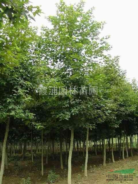 2013最新北美楓香報價 楓香小苗價格 6公分北美楓香價格