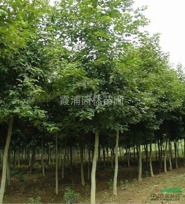 江蘇南京楓香出售價(jià)格 楓香價(jià)格銷售行情 北美楓香產(chǎn)地批發(fā)報(bào)價(jià)