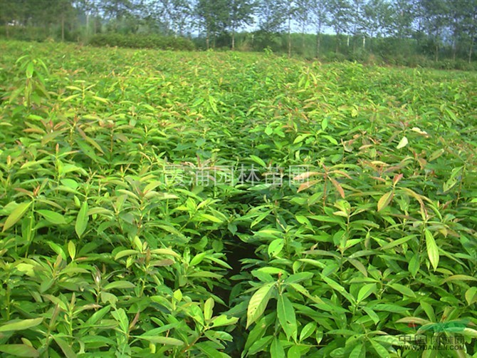 江蘇北美楓香價格是多少？南京楓香小苗多少錢一棵？點擊進入查詢