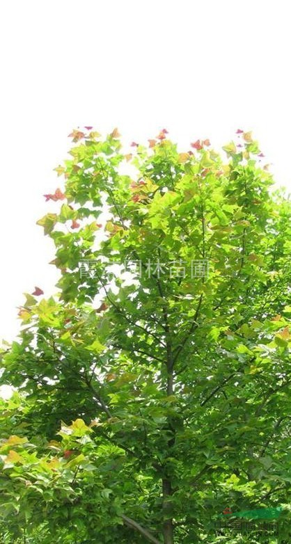 江蘇北美楓香價格是多少？南京楓香小苗多少錢一棵？點擊進入查詢