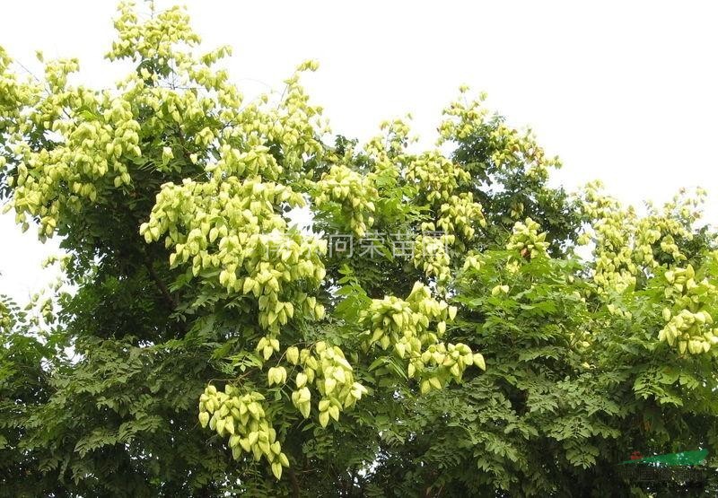 江蘇欒樹價(jià)格，8公分-10公分-12公分欒樹價(jià)格