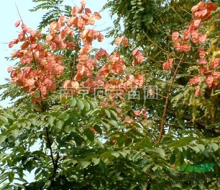 江蘇欒樹價(jià)格，8公分-10公分-12公分欒樹價(jià)格