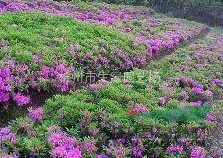 紫鵑/蕭山地區(qū)最新供應(yīng)紫鵑