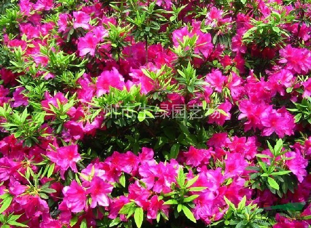 紫鵑/蕭山地區(qū)最新供應(yīng)紫鵑