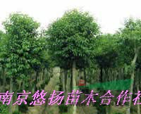 龍柏降價了，南京龍柏基地直接批發(fā)50------2.5米龍柏