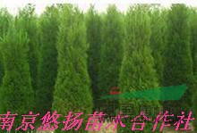 龍柏降價了，南京龍柏基地直接批發(fā)50------2.5米龍柏