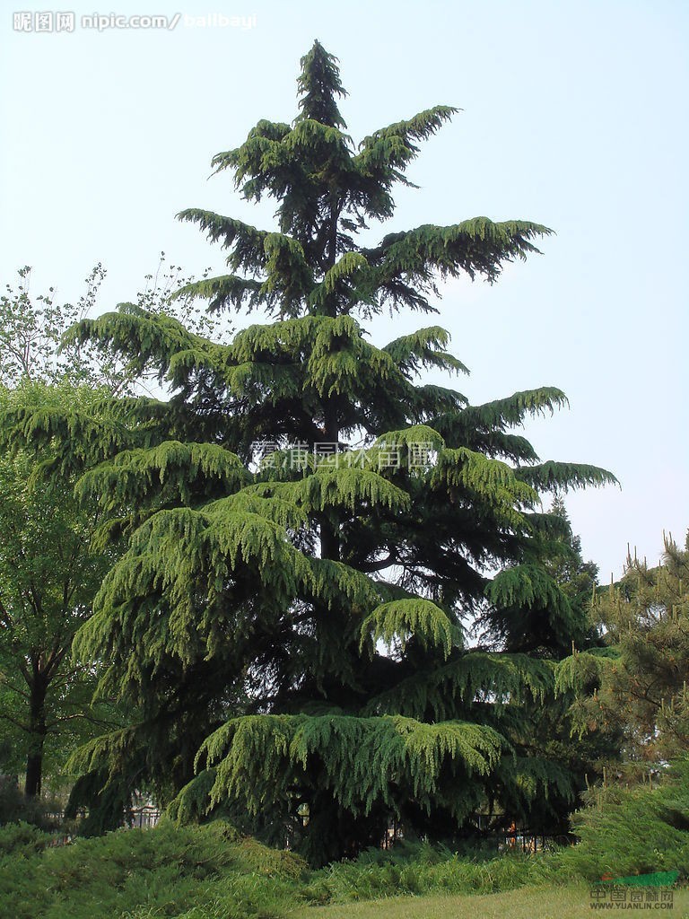 湯泉苗圃雪松產(chǎn)地直銷3米雪松樹價(jià)格，優(yōu)質(zhì)6米雪松樹價(jià)格