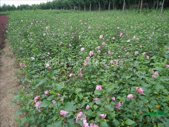 供應(yīng) 木槿樹苗 木槿花 自產(chǎn)自銷小木槿 