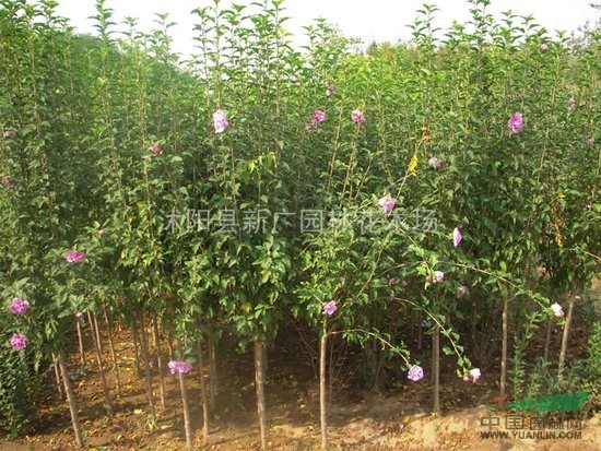 供應(yīng) 木槿樹苗 木槿花 自產(chǎn)自銷小木槿 