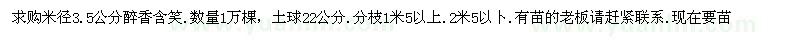 求購米徑3.5公分醉香含笑