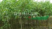 2013春季冬青樹價(jià)格 精品冬青樹基地 南京冬青樹批發(fā)價(jià)格 