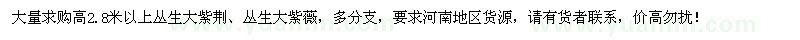 求購(gòu)高2.8米以上叢生大紫荊、叢生大紫薇