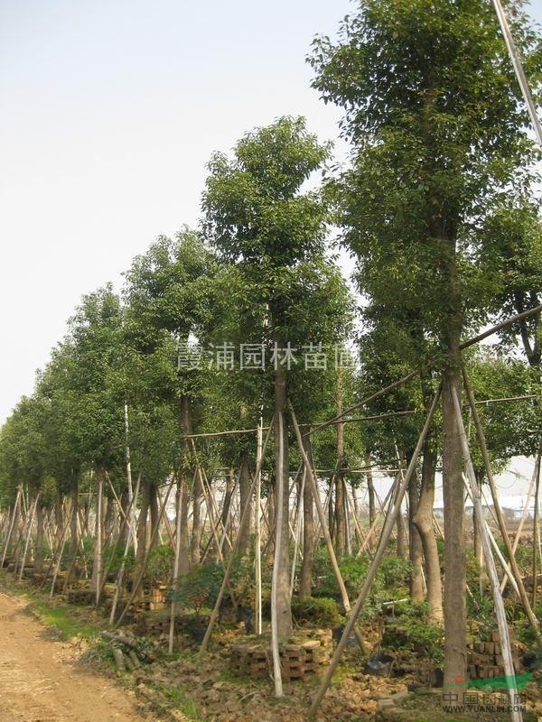 火爆銷售南京香樟基地香樟樹價格 香樟小苗價格 優(yōu)質(zhì)香樟價格表