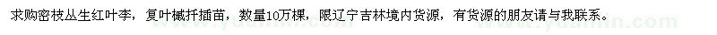 求購(gòu)密枝叢生紅葉李,復(fù)葉槭扦插苗
