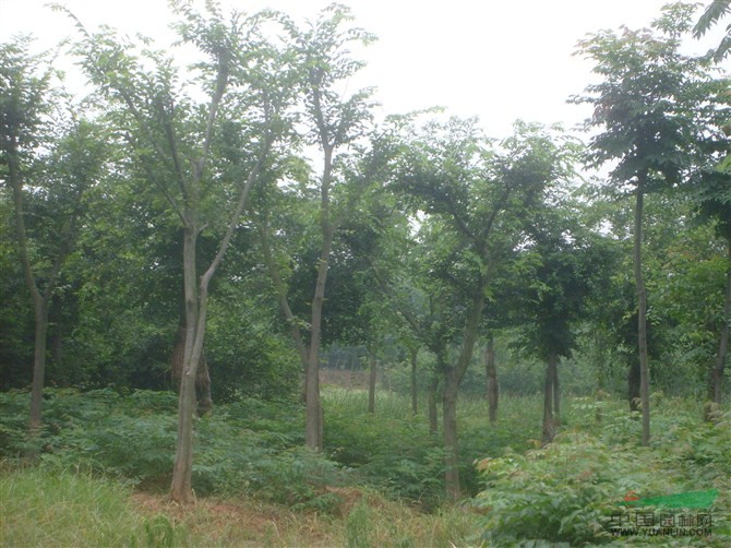供應(yīng)1--20公分樸樹，江蘇樸樹，樸樹價(jià)格/行情、樸樹供應(yīng)