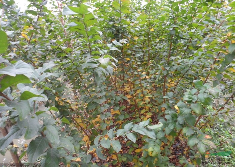 紫薇小苗