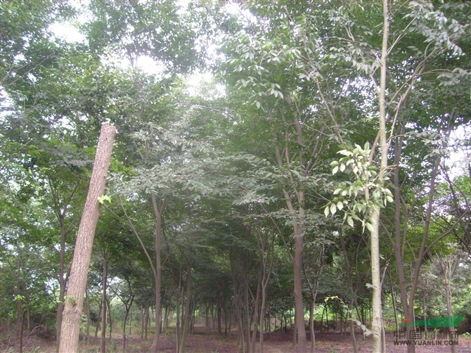 6公分櫸樹(shù)
