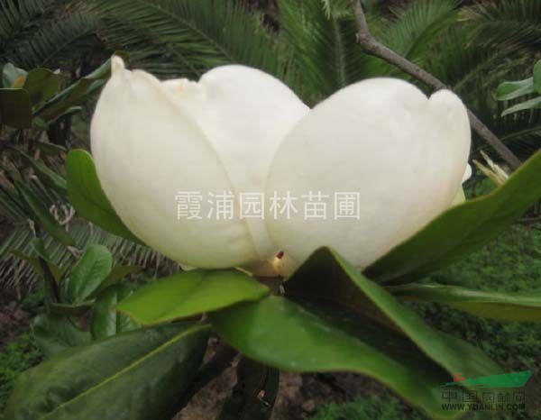 南京湯泉廣玉蘭價格 2013年廣玉蘭價格行情走勢（圖）