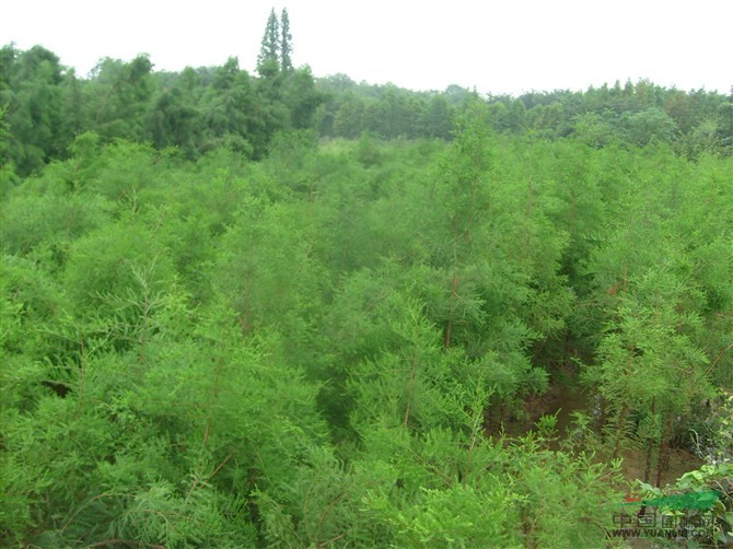 供應(yīng)落羽杉，落羽杉價(jià)格，江蘇落羽杉，落羽杉行情/走勢(shì)