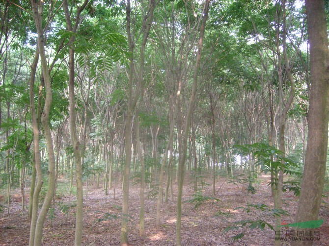 無患子供應(yīng)，無患子價(jià)格，江蘇無患子，無患子趨勢
