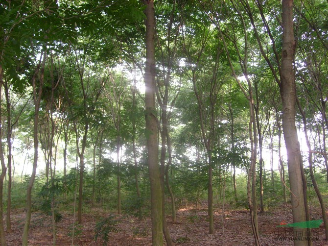 無患子供應(yīng)，無患子價(jià)格，江蘇無患子，無患子趨勢