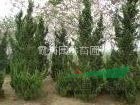 江蘇南京龍柏基地 4米龍柏價(jià)格 湯泉苗圃龍柏最新提供信息