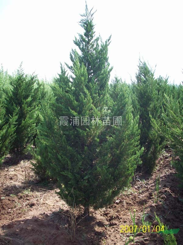 龍柏最大的產(chǎn)地在南京湯泉 柏小苗價格，龍柏價格低 樹形好