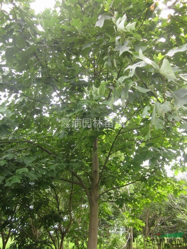 江蘇南京馬褂木給力價(jià)格 湯泉雪松基地最新提供馬褂木價(jià)格信息