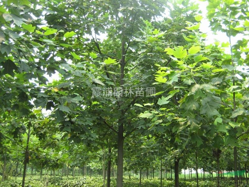 江蘇南京馬褂木給力價(jià)格 湯泉雪松基地最新提供馬褂木價(jià)格信息