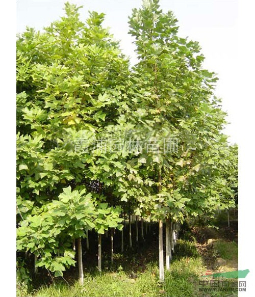 雜馬褂木產(chǎn)地報(bào)價 南京湯泉馬褂木小苗價格，雪松價格低 樹形好
