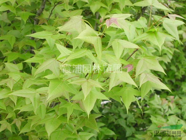 江苏枫香种植基地 南京枫香价格 移植枫香 枫香樟小苗价格低