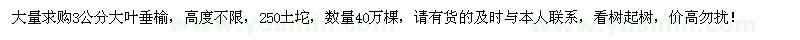 求購3公分大葉垂榆40萬棵
