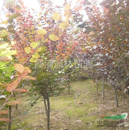 紅葉李價(jià)格 紅葉小苗價(jià)格 2013紅葉李苗價(jià)格 量大歡迎洽談