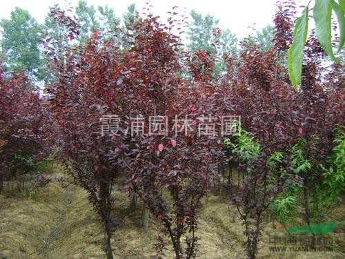 紅葉李價(jià)格 紅葉小苗價(jià)格 2013紅葉李苗價(jià)格 量大歡迎洽談