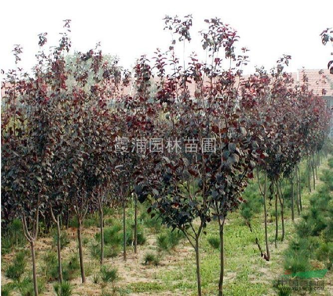 2013紅葉李價格行情 紅葉李小苗價格 6公分紅葉李樹價格