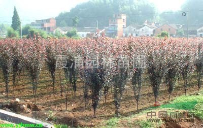2013紅葉李價格行情 紅葉李小苗價格 6公分紅葉李樹價格