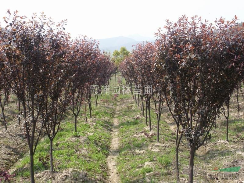 江蘇紅葉李種植基地 南京紅葉李價格 移植紅葉李小苗價格低