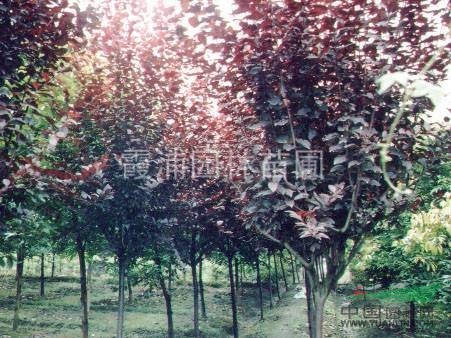 江蘇最新供應3公分4公分5公分紅葉李8公分紅葉李價格一覽表