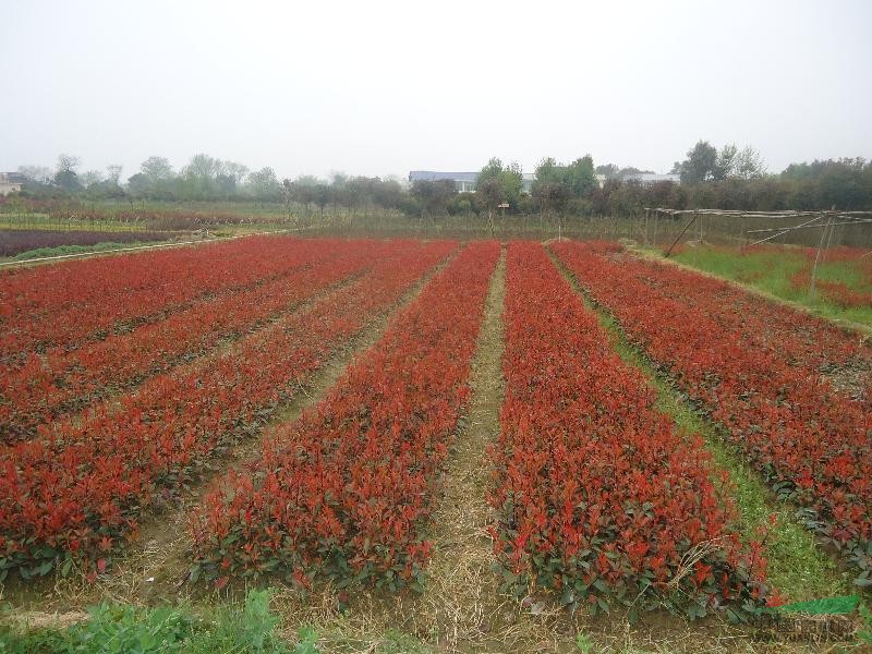 湖南紅葉石楠小苗，紅葉石楠球，紅葉石楠樹(shù)（附價(jià)格表）