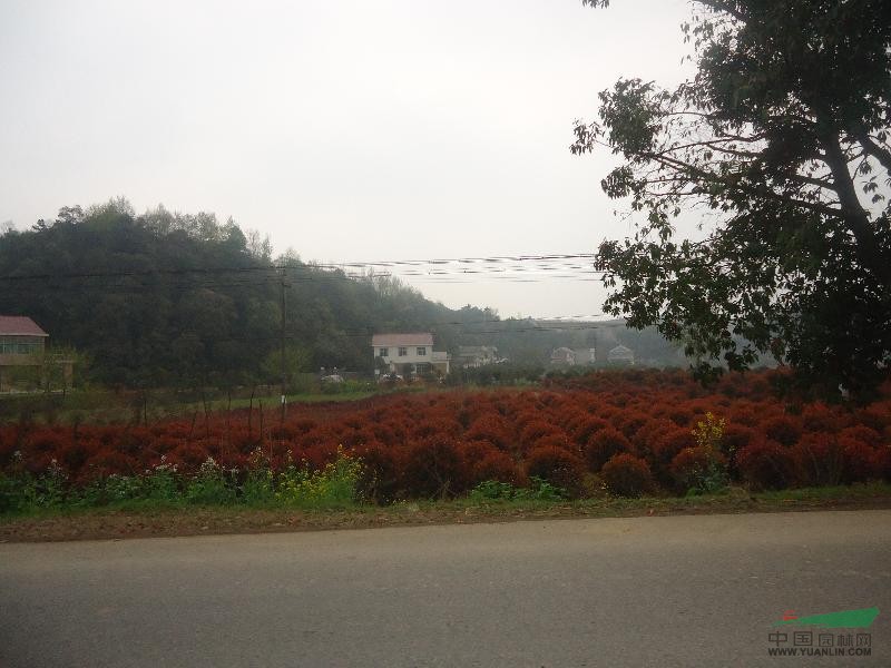 湖南紅葉石楠小苗，紅葉石楠球，紅葉石楠樹(shù)（附價(jià)格表）