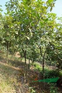 大量供應(yīng)3--4cm四季桂.樹型好.樹桿較直.價(jià)格優(yōu)惠