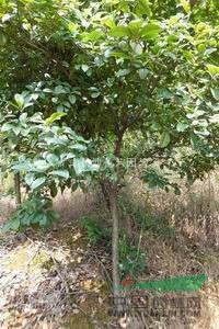 大量供應(yīng)3--4cm四季桂.樹型好.樹桿較直.價(jià)格優(yōu)惠