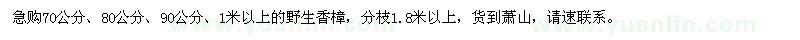 求購70公分,80公分,90公分,1米以上的野生香樟