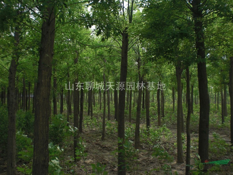 千頭椿、山東千頭椿價(jià)格