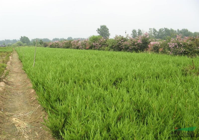 长期供应雪松，紫薇，红叶石楠，红叶李，香樟等