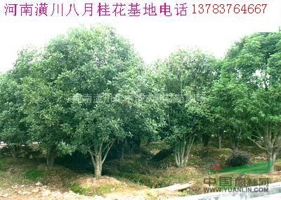 供應(yīng)河南苗木花木價(jià)格、浙江苗木花木價(jià)格