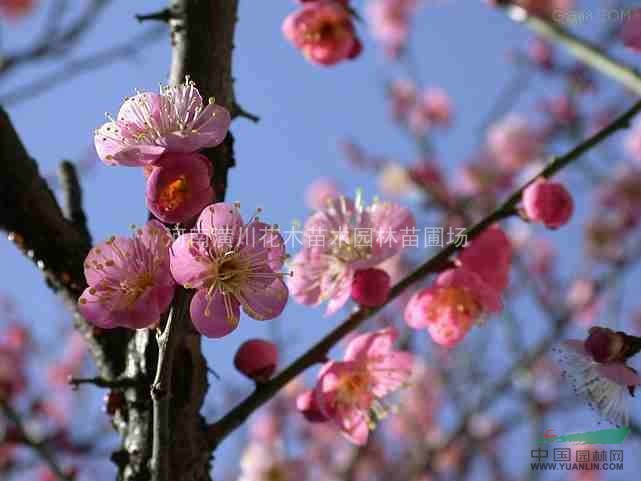 櫻花、壽星桃、紅梅、綠梅、珍珠梅，喻葉梅、臘梅、照水梅